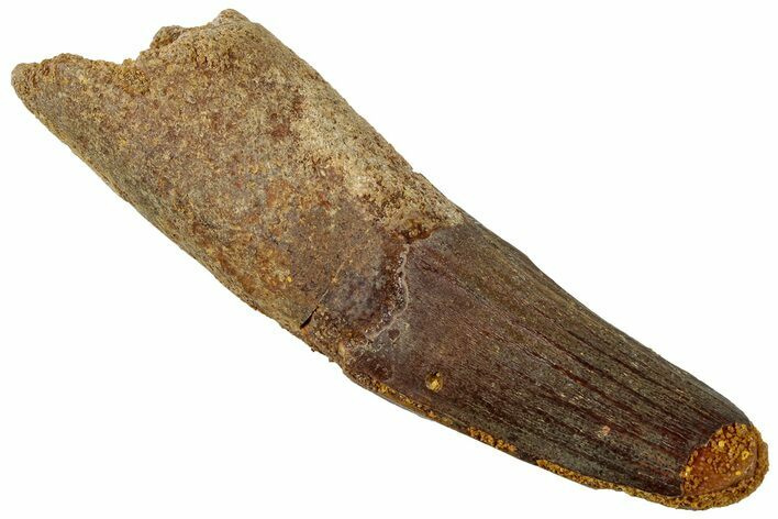 Fossil Spinosaurus Tooth - Real Dinosaur Tooth #311158